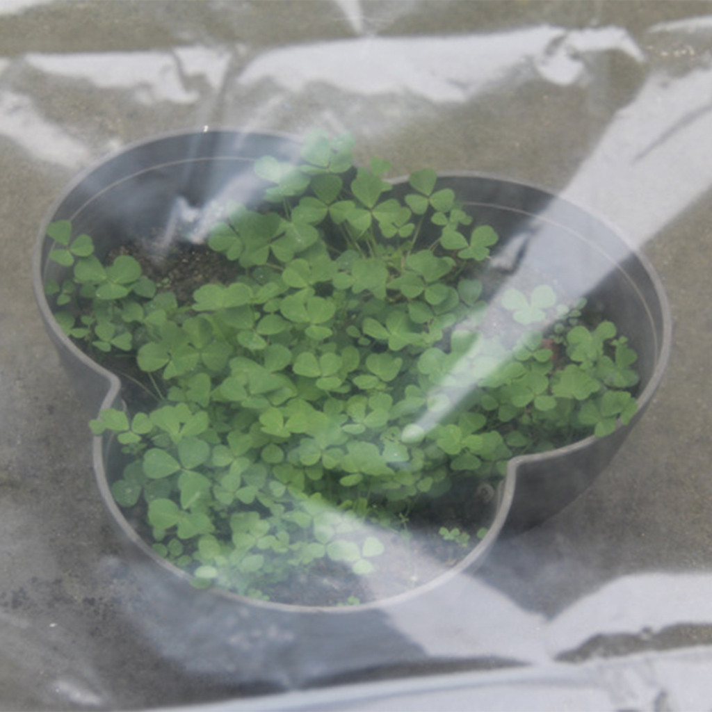 Transparent Hot House Vegetabl - đánh giá và giá Greenhouse Plastic Film