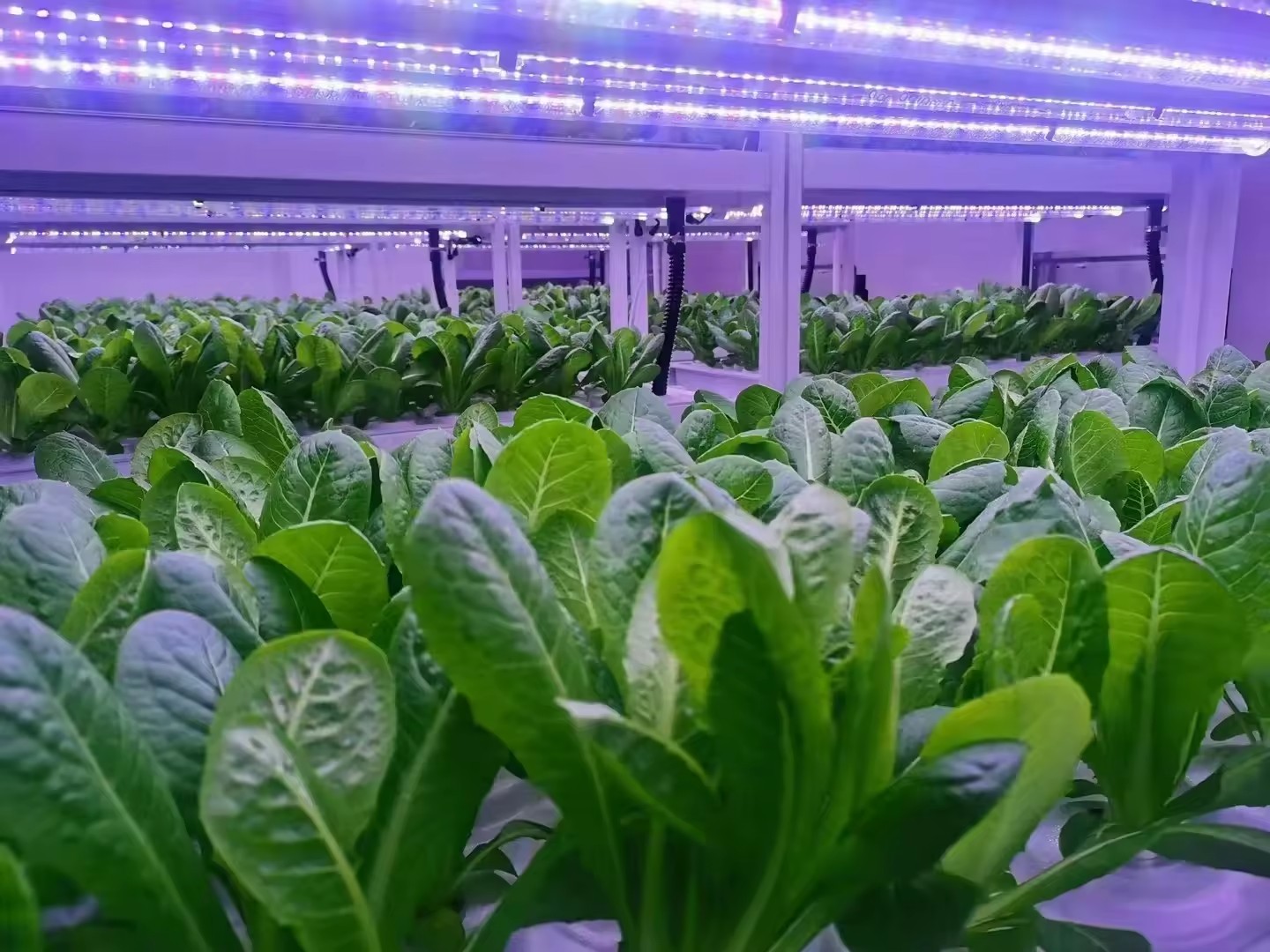 f Greenhouse Agricultural Equi - đánh giá và giá Agriculture Farming Systems