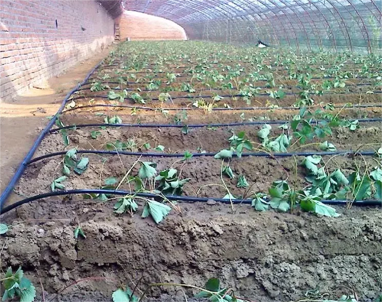 1HA Irrigation Kit Agricultura - đánh giá và giá Agriculture Farming Systems